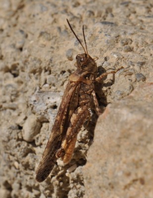 Acrotylus patruelis
