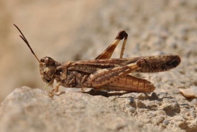 Acrotylus patruelis