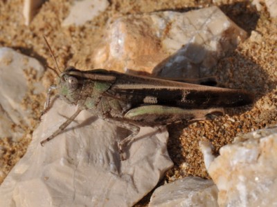 Aiolopus strepens (3x)