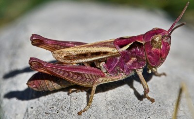picos_15.JPG