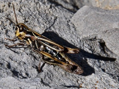 picos_12.JPG