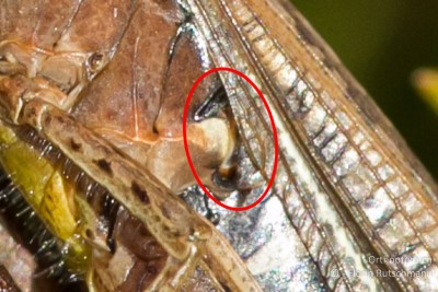 Chorthippus biguttulus