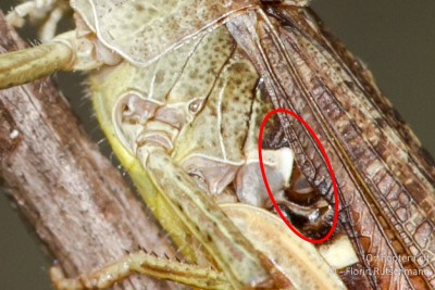 Chorthippus vagans