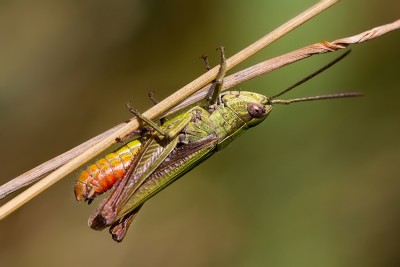 602_1203-Kurzfühlerschrecke.jpg
