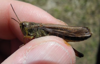 Stauroderus_scalaris_Gebirgsgrash_3296.JPG