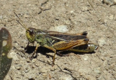 Stauroderus_scalaris_Gebirgsgrash_3318.JPG