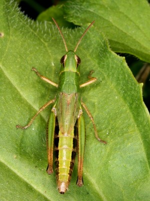 Heuschrecke 1.JPG