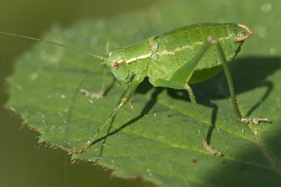 bu_3407_WaAlti_29062015.jpg