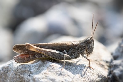 bu_4818_WaAlti_02072015.jp.jpg