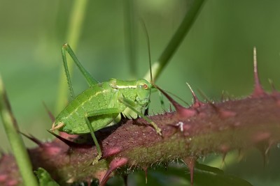 bu_3410_WaAlti_29062015.jpg