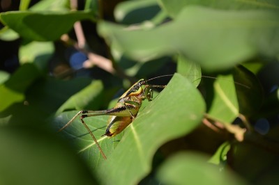 Eupholidoptera schmidti.JPG