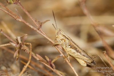 Omocestus minutus aus Griechenland