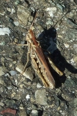 2015_07270013 Ausschnitt.jpg