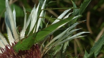 2015_08230090 Ausschnitt.jpg