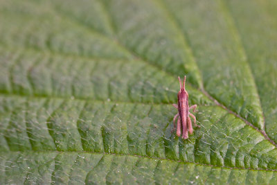 Chorthippus-Larve aus dem Bergsturzgebiet bei Arth-Goldau