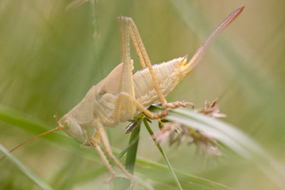 Tettigonia viridissima<br />Griechenland, Nordwestpeloponnes, Kato Achaia