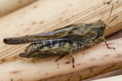 Tetrix subulata.jpg