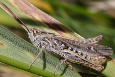 biguttulus.jpg
