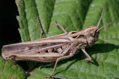 dorsatus.jpg