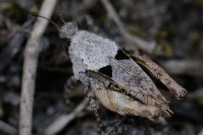 bipunctata.jpg