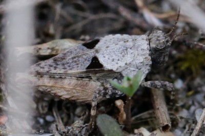 bipunctata2.jpg