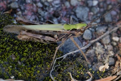 M maculatus W1.jpg