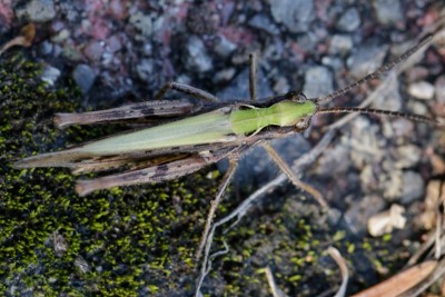 M maculatus W2.jpg