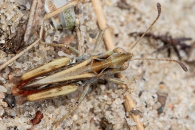 M maculatus M1.jpg