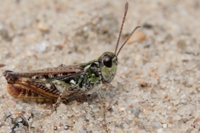 M maculatus M2.jpg