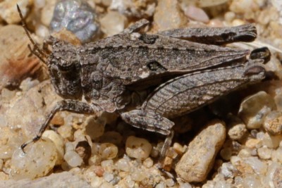 Tetrix tenuicornis.jpg