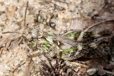 Myrmeleotettix maculatus W2.jpg