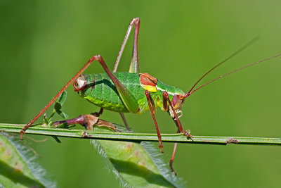 Barbitistes obtusus