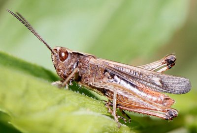 Omocestus haemorrhoidalis? Mergoscia TI, ca. 800 müM