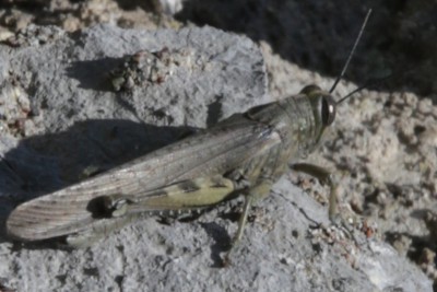 Anacridium.jpg