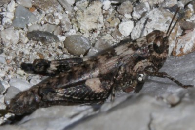 Podisma1.jpg