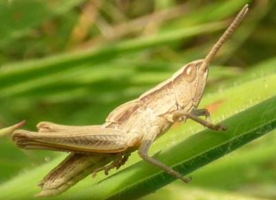 Grashüpfer1.jpg