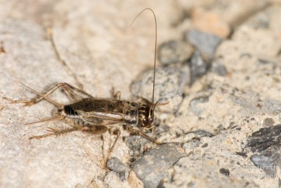 Männchen der Südlichen Grille (Eumodicogryllus bordigalensis)