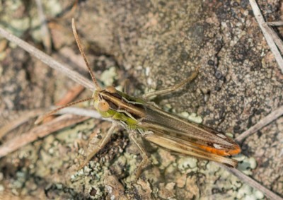 Stenobothrus nigromaculatus?