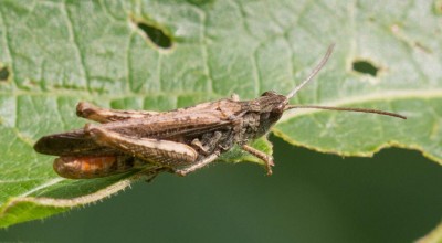 Chorthippus biguttulus?