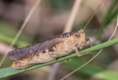 C. brunneus? (1)