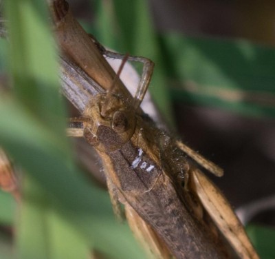C. brunneus? (2)