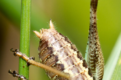 02.07.2011 - Mergoscia (Tessin)<br />Interessante Form der Antaxius pedestris-Larven-Cerci. Die abgeflachten breiten Cerci sind noch nicht erkennbar.