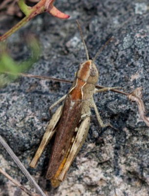 C. biguttulus/molle/brunneus<br />Differenzierung möglich?