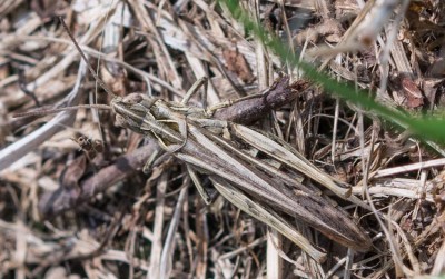 C. biguttulus/molle/brunneus<br />Differenzierung möglich?
