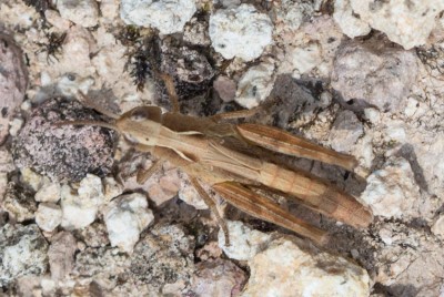 C. dorsatus?