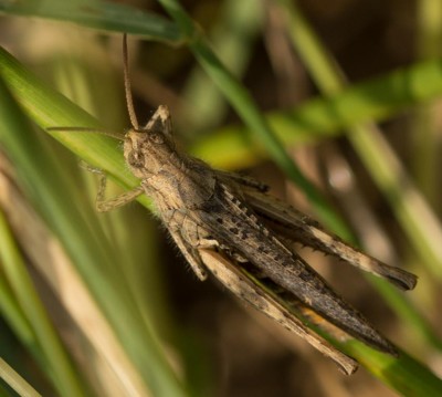 C. biguttulus/molle/brunneus (2)<br />Differenzierung möglich?