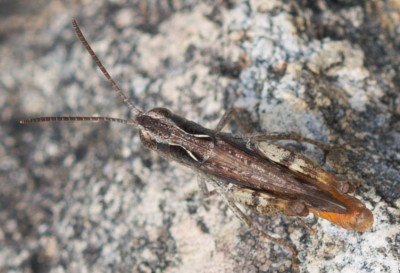 Chothippus vagans?