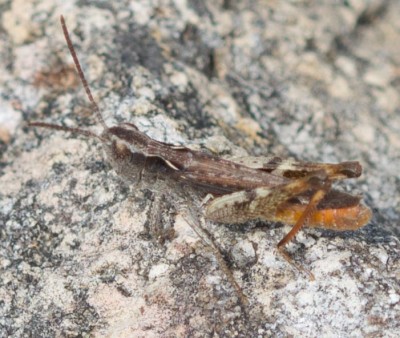 Chothippus vagans?