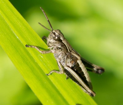 Heuschrecke20160806.jpg