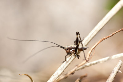 01.05.2011- Mergoscia (Tessin)<br />Weibliche Larve von Antaxius pedestris mit einem konischen Abdomen